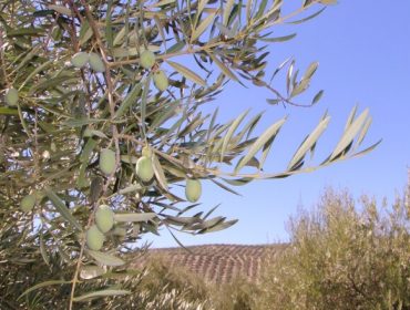 AGRIMOBI OLIVE-P, nova solución para previr a carencia de fósforo nas oliveiras