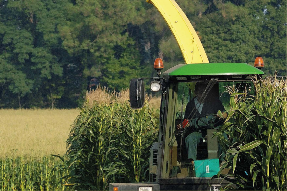Variedades de millo forraxeiro RAGT: Altas producións e dixestibilidade e adaptadas ás condicións de Galicia