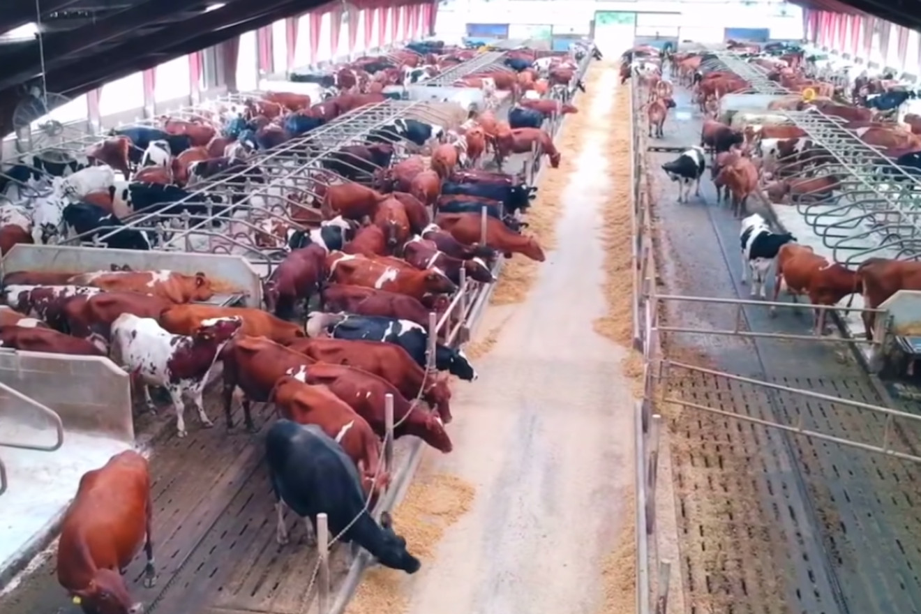 Vacas nunha granxa danesa