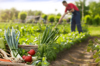 Xornadas agroecolóxicas en Padrón para potenciar o aproveitamento da horta