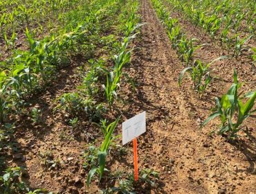Iseran, un herbicida para o control das malas herbas en millo