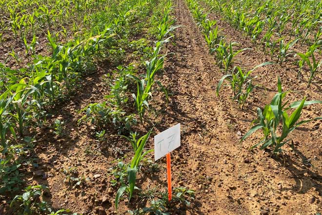 Iseran, un herbicida para el control de las malas hierbas en maíz