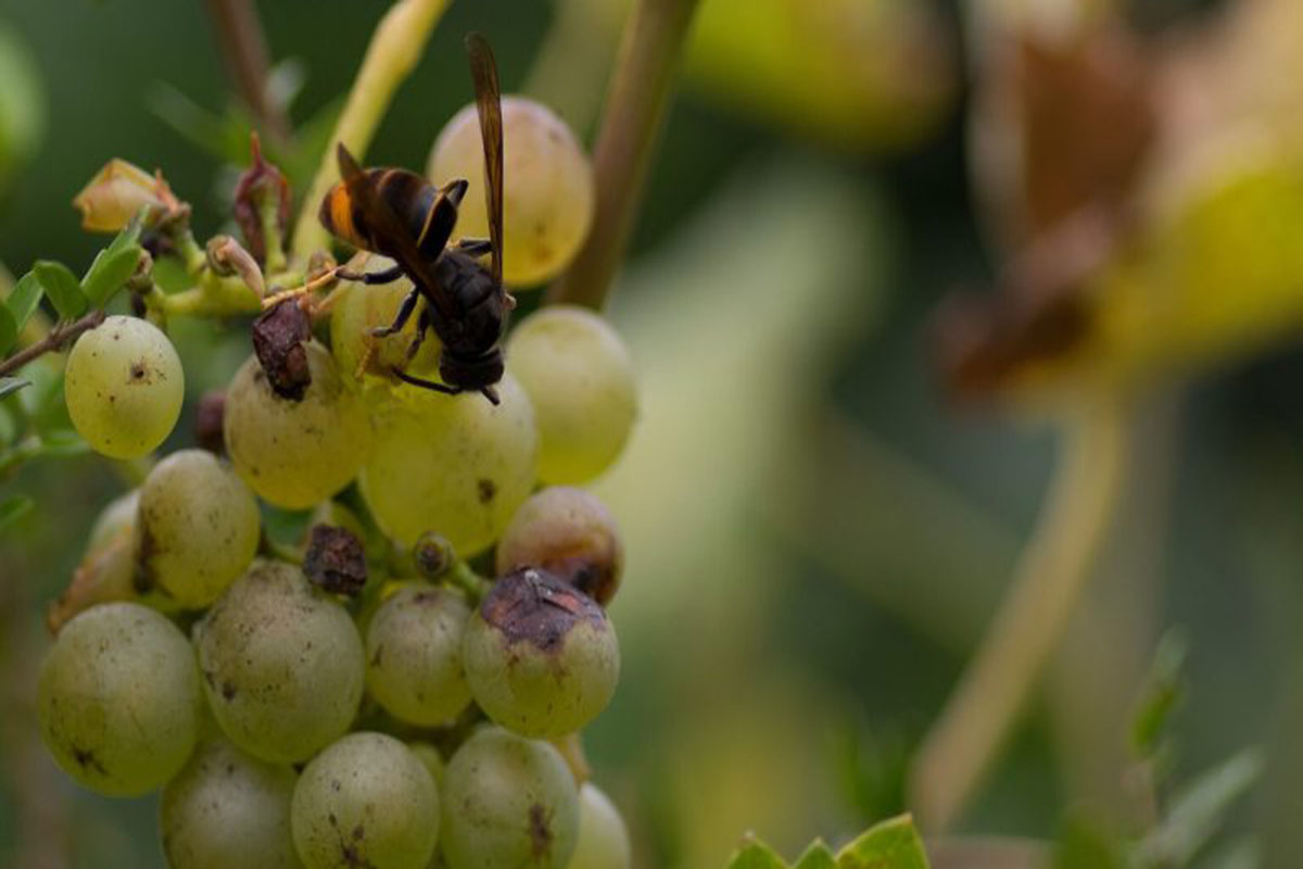 ¿Cuales son las trampas más eficaces y selectivas para capturar vespa velutina?