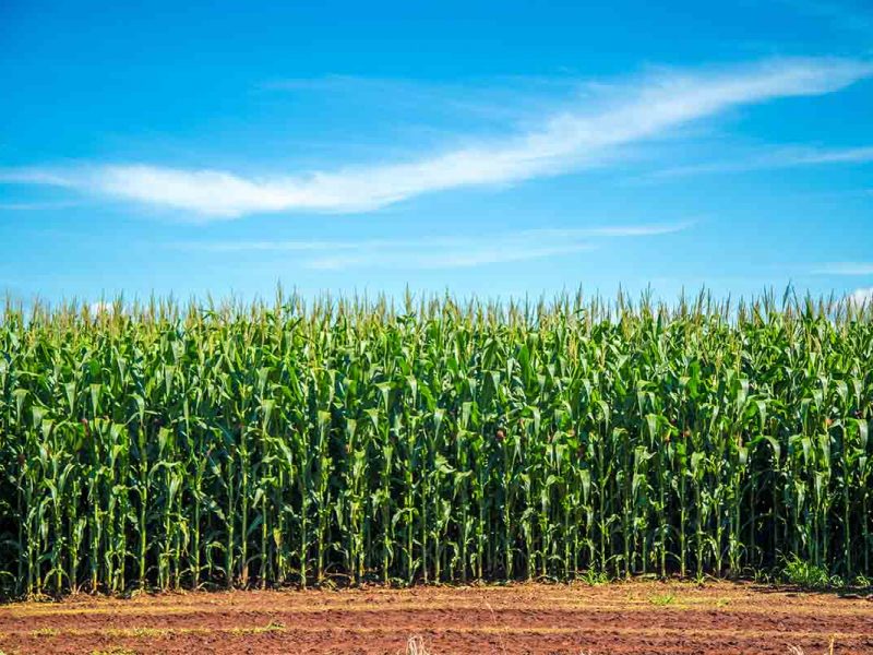 Aumenta a produción e o rendemento do millo forraxeiro co biofertilizante Neoforce® N Fixer 