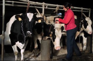 O Sindicato Labrego denuncia que industrias lácteas ameazan con non recollerlle o leite ás ganderías coas vacas trabadas 