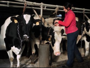 O Sindicato Labrego denuncia que industrias lácteas ameazan con non recollerlle o leite ás ganderías coas vacas trabadas