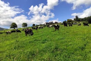 ‘O modelo europeo de produción láctea: garantía para o consumidor’